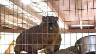 Talking Rock Hyrax [upl. by Avalsorim465]