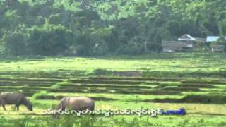 Shan  Tai song  Sai Moos song ฤดูทำนา [upl. by Yraht433]