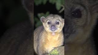 Kinkajous The Cute Honey Bears of the Rainforest kinkajou [upl. by Bartholemy]