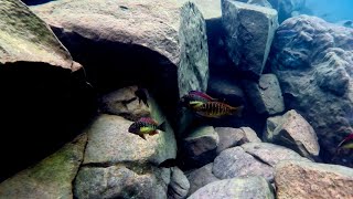 Swimming With Cichlids  Tropheus moorii kambwimba “red rainbow” [upl. by Clute136]