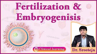 6 Fertilization and Embryogenesis [upl. by Horatius958]