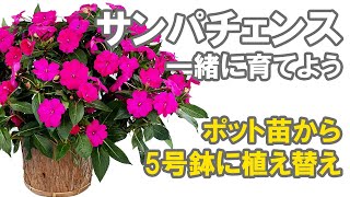 サンパチェンスを一緒に育てよう！ドキュメンタリー！5号鉢への植え替え [upl. by Ybok]