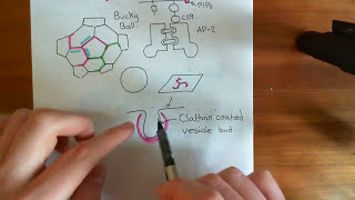 Clathrin Mediated Endocytosis and The Endocytic Pathway Part 4 [upl. by Akehsyt]