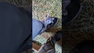 Cute kitten tries to climb up my leg cute shorts adorable orable Farmlife [upl. by Urd436]