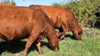 Hebert Cattle Co Red Angus Cattle Grazing Grass Pasture and Fallen Apples [upl. by Persson913]