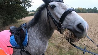 MINOR DISASTER😭  spider crawled on my face tractors  cows running🐄 [upl. by Andreas]