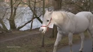 Pferd geht in Frankfurt immer allein spazieren [upl. by Asilec]