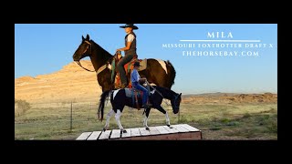 quotMeet Milaquot Paint Missouri FoxtrotterDraft X Mare For Sale GaitedRanchTrail [upl. by Kandy]