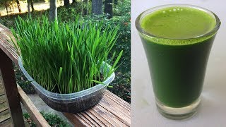 Juicing Wheatgrass in Omega Juicer [upl. by Lemahs29]