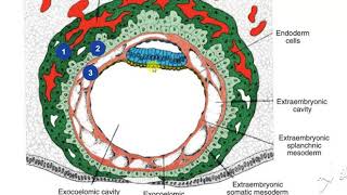 Extraembryonic mesoderm 3 [upl. by Lark]