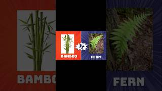 Efforts are waste   Bamboo Vs Fern  Afrin Speaks  shortsfeed growth [upl. by Sorcha422]