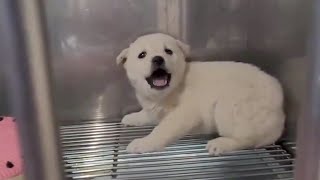 Scared Puppy Crying Continuously for 4 Days In The Vet amp Miraculous Change After Being Cuddled [upl. by Dunn]