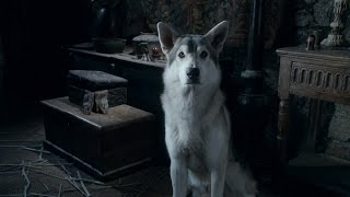 A Tribute to Direwolves Game of Thrones [upl. by Gnemgnok]