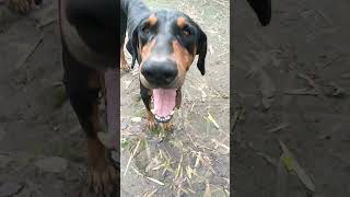 doberman dogtrending shortvideo [upl. by Burrow]