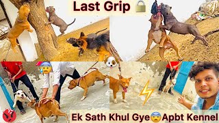 Apbt Dogs Khul Gye😰Ek Dusre Par He Attack  Rock Coco Ki Last Grip🔒 [upl. by Ahsilet754]