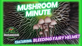 Bleeding Fairy Helmet Mycena Haematopus  The 🍄 Mushroom Network mushroomfacts mycology fungi [upl. by Nagn]