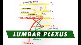 Anatomy  Lumbar Plexus [upl. by Layor]