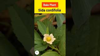 Bala Plant  Sida cordifolia  बला ytshorts bams2ndyear [upl. by Elison846]