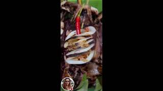 TRY THIS FILIPINO FOOD [upl. by Gloriana]