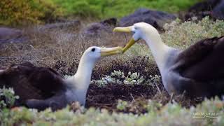 Galapagos Albatross Mating Dance [upl. by Anonyw809]