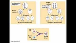 Chromosomal abnormalities [upl. by Allveta]