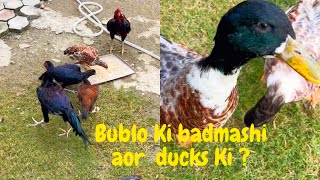 hamari ducks pagal ho Gai 🥹 mobis pet family [upl. by Philbert79]