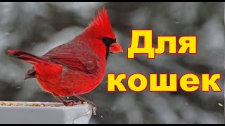 Новые Кино Для кошек и собак [upl. by Mussman]