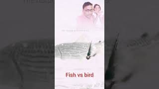 Fish vs bird fish attack bird bird fish reels virulshort ytshort funny shorts [upl. by Foley359]