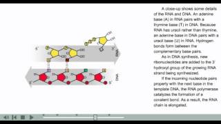 Transcription Animation  Prokaryotic transcription [upl. by Varian]