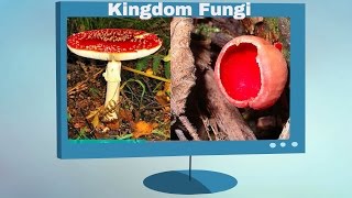 Kingdom Fungi Characteristics [upl. by Azarria62]