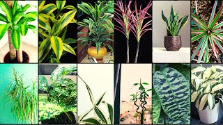 DRACAENA VARIETIES  Plants Weekly [upl. by Eelessej864]