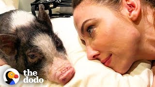 Tiny Pig Rescued by Whitney Cummings Has the Biggest Heart  The Dodo [upl. by Terrell]