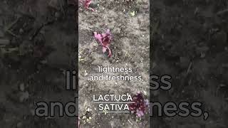 LACTUCA SATIVA AKA LETTUCE [upl. by Saylor428]