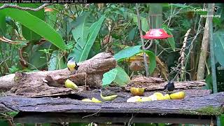 Spotcrowned Barbet Male And Female Feeding Together – Jan 14 2019 [upl. by Uund580]