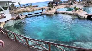 Dolphinaris at Cozumel Mexico seashore mscseashore cruiselife [upl. by Chloe]