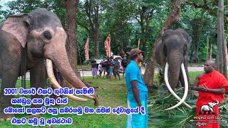 කණ්ඩුල සහ මුතුරාජා එකට හමුවූ අවස්ථාව  Elephants in sri lanka [upl. by Trebreh]