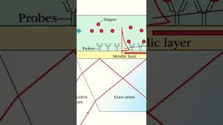 Surface Plasmon Resonance SPR [upl. by Llennor218]