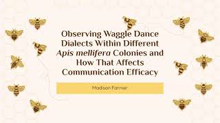 Waggle Dance Dialects within Apis mellifera [upl. by Aleedis676]