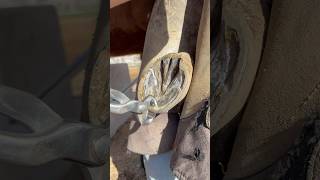 Trimming horse hoof asmr satisfying farrier oddlysatisfying hoof horseshoe horseshoeing [upl. by Ahsatan11]