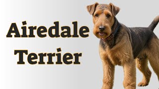 🐾 Airedale Terrier [upl. by Alphonse]