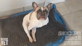 Will paralysed rescue dog be able to walk again  Minnies Story [upl. by Sulohcin230]