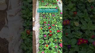 EDIBLE FLOWERS IN INDIA AG avowalgreens niharikarajput vasujain travel sustainability health [upl. by Greenlee]