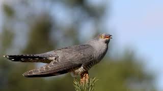 Kukułka Cuculus canorus The common cuckoo 4k UHD [upl. by Ilaire]