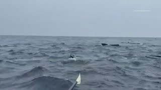 Hundreds of whales surround rower in Atlantic Ocean [upl. by Narruc]