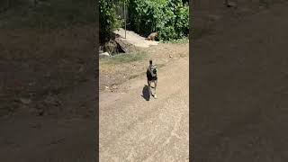 Listen to Dog Barking Sounds That Tilt a Dogs Head dogs pets poorpuppy [upl. by Horton]