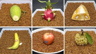 MealWorms Eating Fruits Time Lapse Compilation  MANGO DRAGON FRUIT BANANA JACKFRUIT APPLE [upl. by Meirrak]