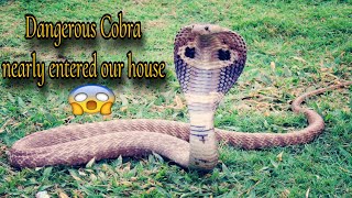 Dangerous Cobra Snake Trys to enter our house camarines Sur [upl. by Spanjian227]