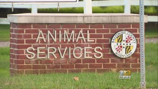 Report Alleges Failures Of Baltimore County Animal Services Handling Neglect Abuse Cases [upl. by Vorster]