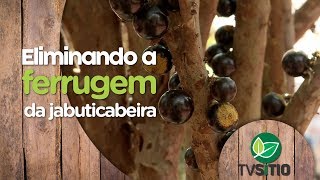 COMO ELIMINAR A FERRUGEM DA JABUTICABEIRA [upl. by Renae]