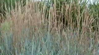 Ornamental Grasses Have Interesting Seed Heads [upl. by Irtimid459]